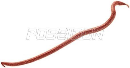 Berkley Gulp GEW-RDW EXTRD EARTHWORM REDt / Red Wiggler