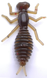Perchik Beetle 1.5 col.13 / 12шт.уп