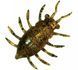 FishUp Maybug 1" (5pcs.), #036 - Caramel/Green & Black