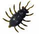 FishUp Maybug 1" (5pcs.), #043 - Watermelon Brown/Black